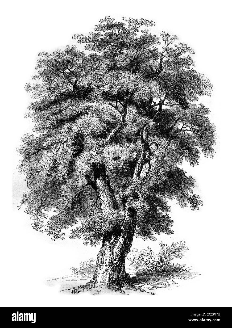 Oak cork of Spain, vintage engraved illustration. Magasin Pittoresque 1852. Stock Photo