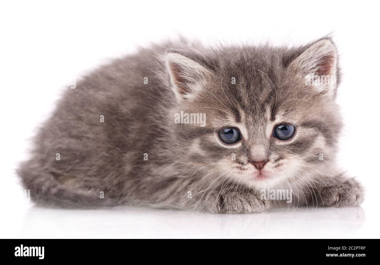 Little gray kitten on a white background. Cat with blue eyes. cat ...