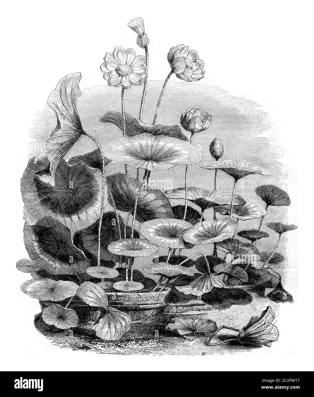 Nelumbo nucifera, vintage engraved illustration. Magasin Pittoresque 1852. Stock Photo