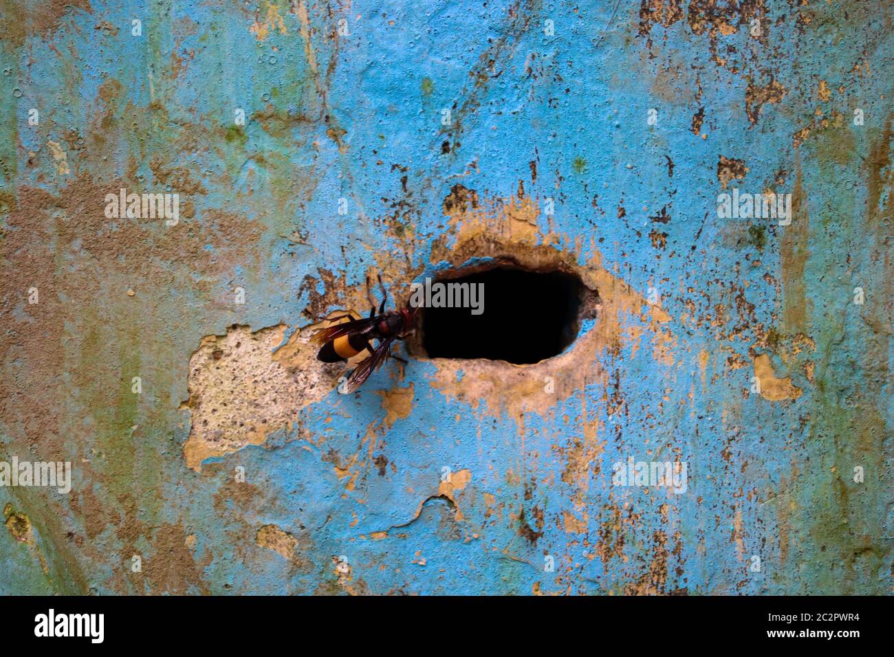 Landscape single Bee entering their nest hole. Selective focus. Shallow depth of field. Background blur. Stock Photo