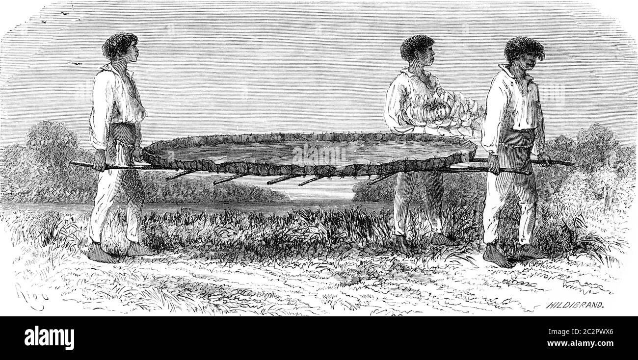 Transporting a sheet of Nymphaea, vintage engraved illustration. Le Tour du Monde, Travel Journal, (1865). Stock Photo
