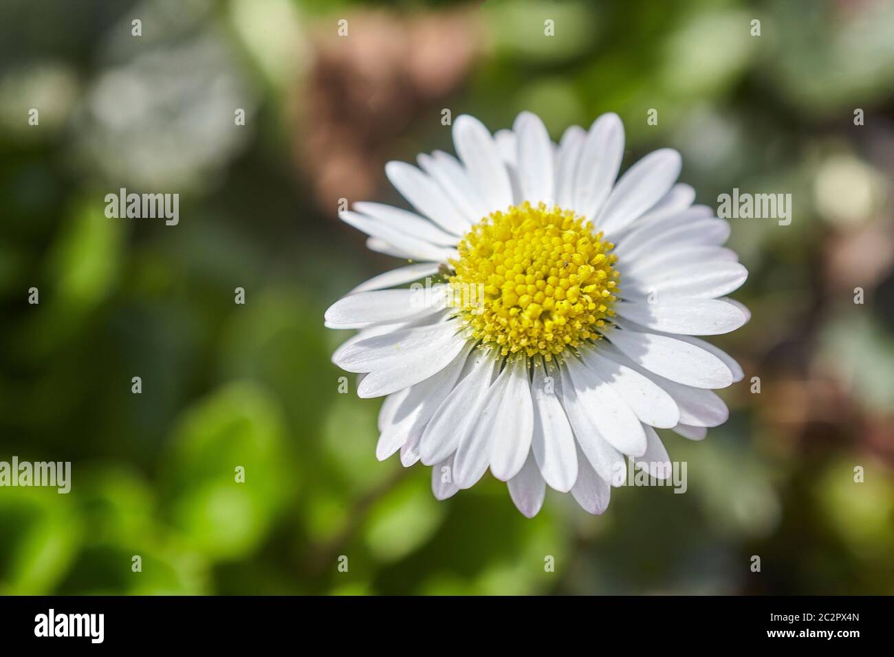 Little daisy grows in the meadow at springtime. Stock Photo