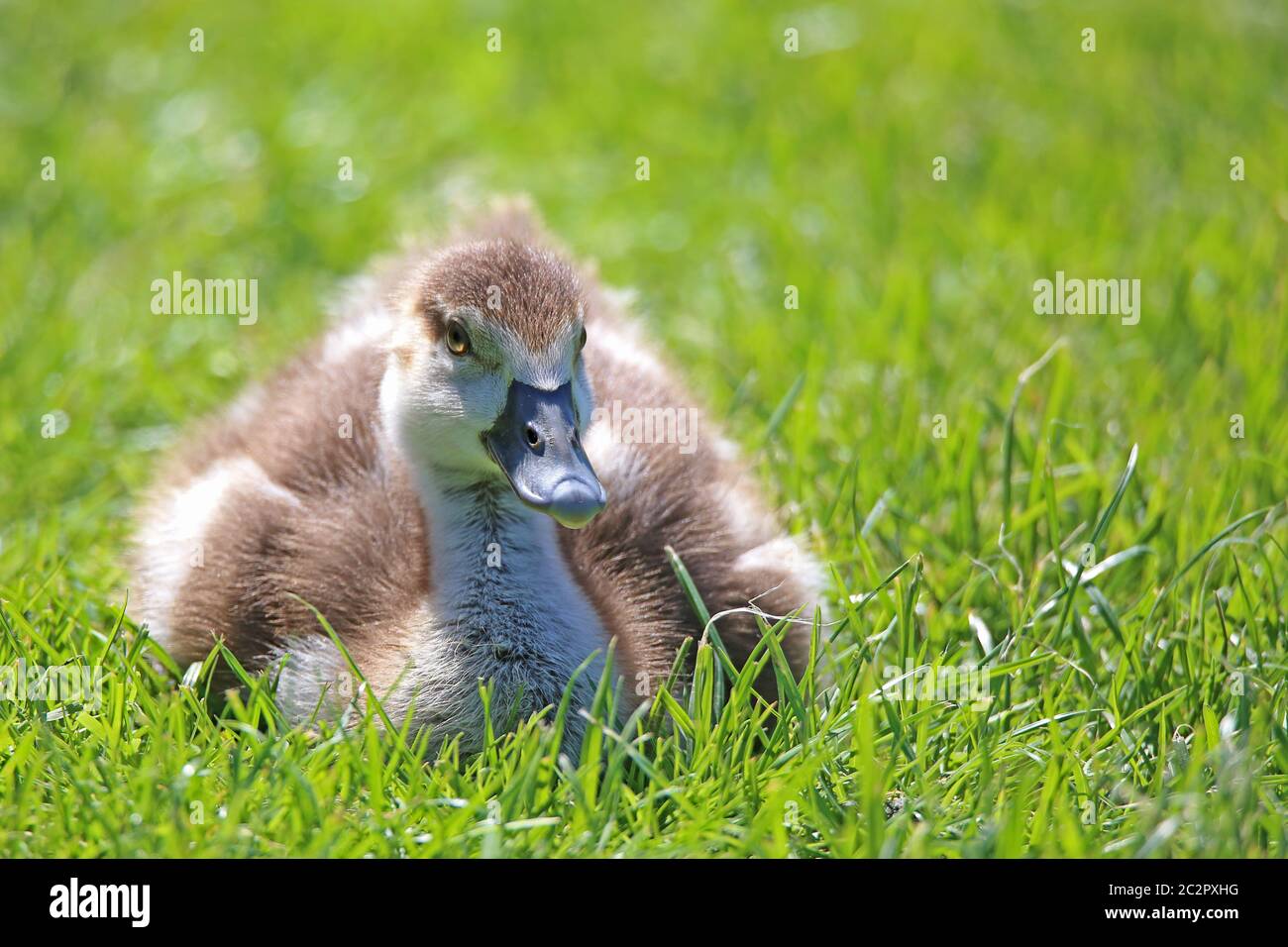 Young GÃ¶ssel of the Nile goose Alopochen aegyptiacus in the grass Stock Photo