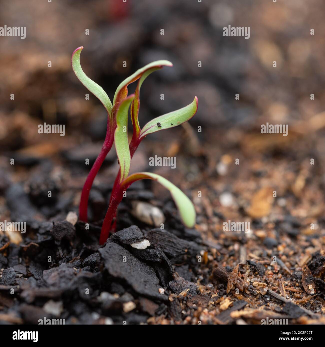 Two - three day old beetroot seedlings sprouting from a soil-block in a nursery of a market garden near Mildura, Victoria, Australia. Stock Photo