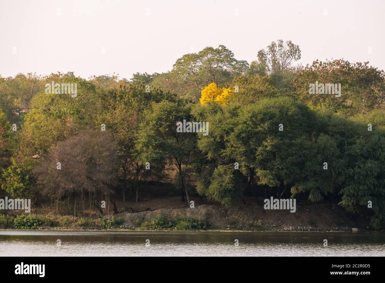 Beautiful trees in a woodland by the lakeside on the banks of the Futala lake in Nagpur. Stock Photo