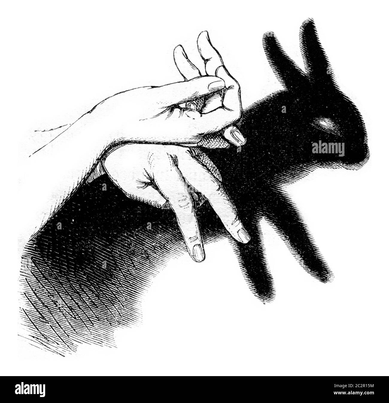 Shadow Hare Black and White Stock Photos & Images - Alamy