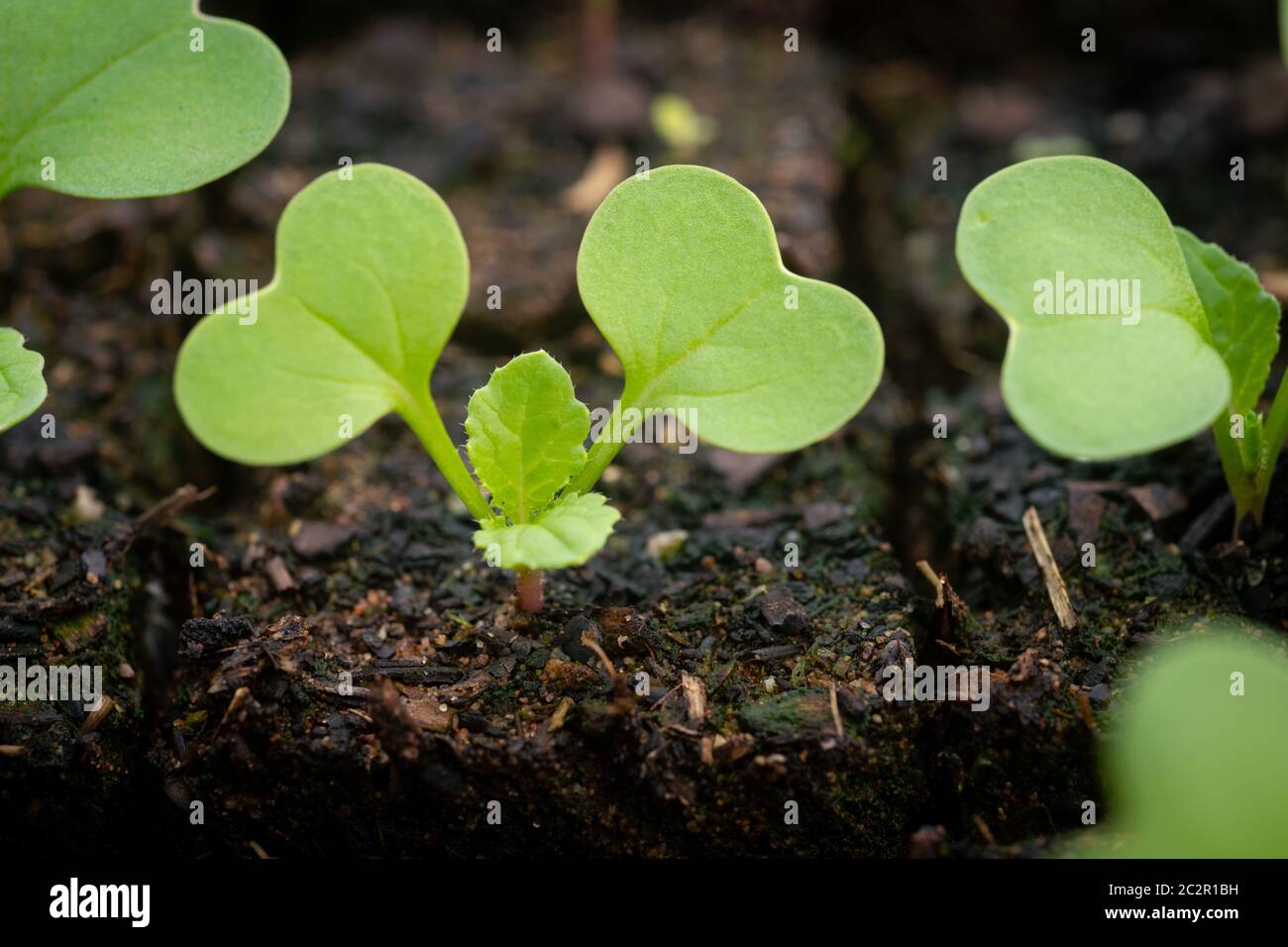 Narf 0400 hires stock photography and images Alamy