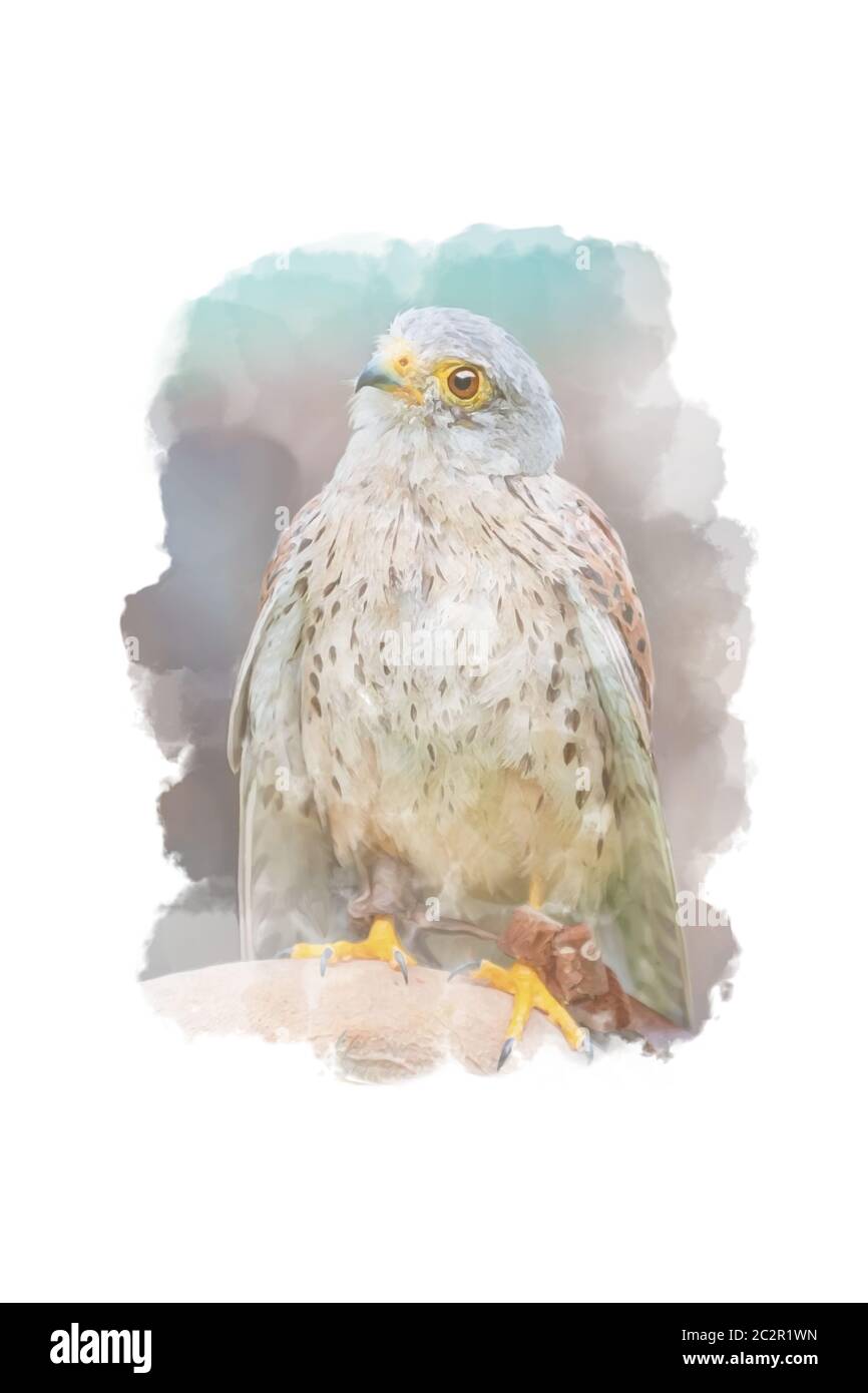 Digitally drawing (watercolor style) of common kestrel Stock Photo
