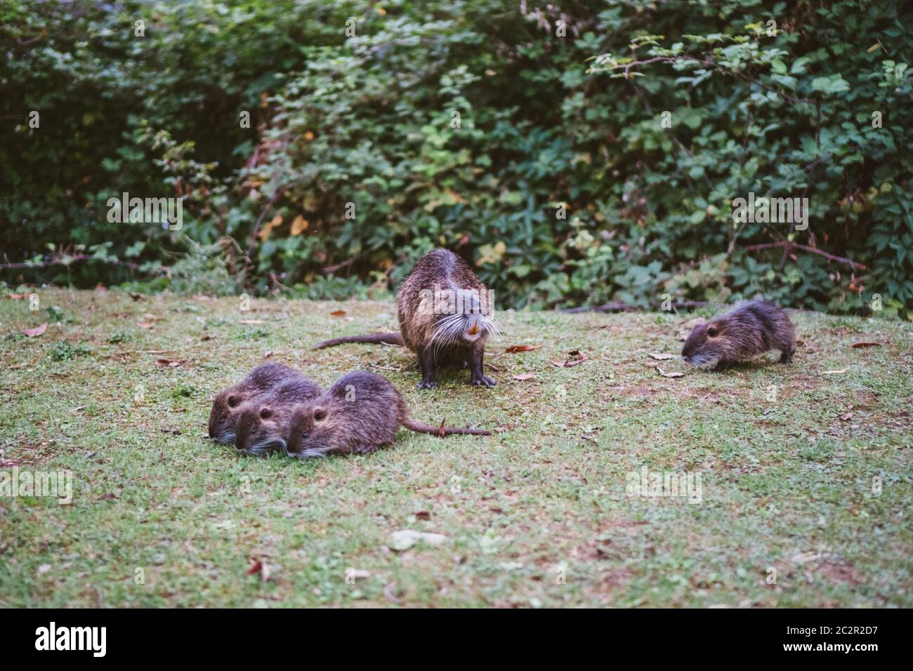 Animal families in natural environment. Wild baby coypu Myocastor Coypus following his mother. Coypu family with babies resting. Stock Photo
