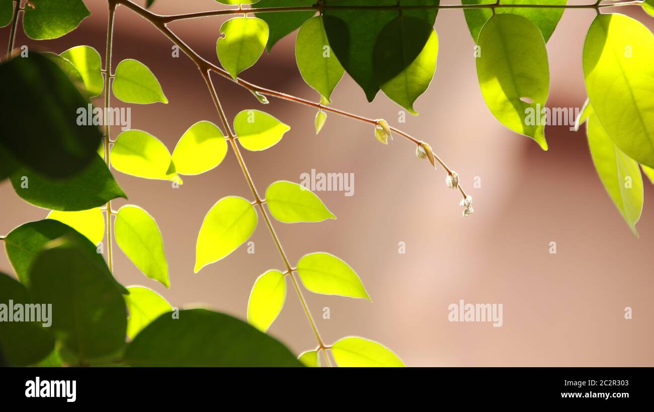 Close up beautiful view of nature green leaves on blurred greenery blue sky background with sunlight Stock Photo
