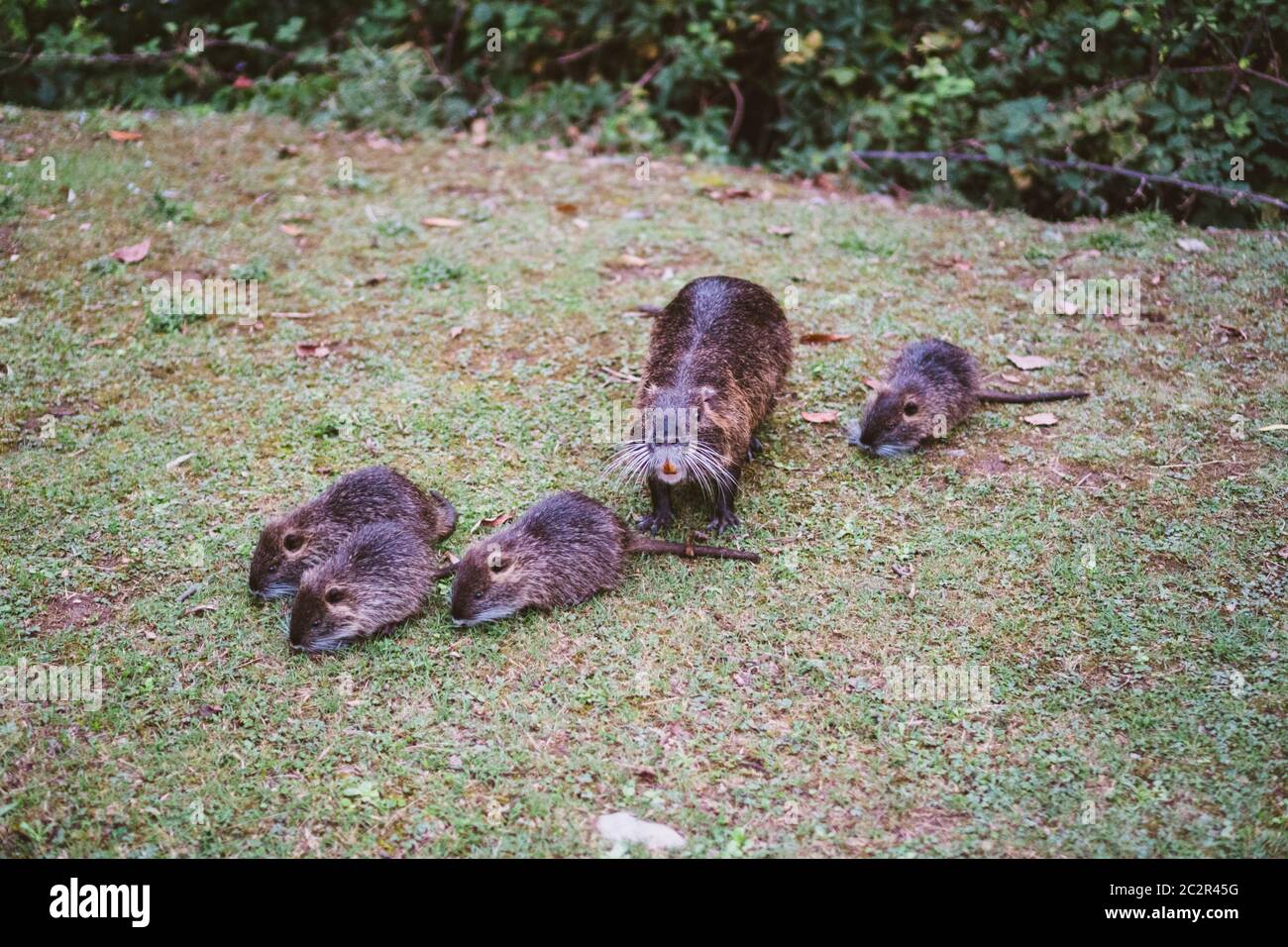 Animal families in natural environment. Wild baby coypu Myocastor Coypus following his mother. Coypu family with babies resting. Stock Photo