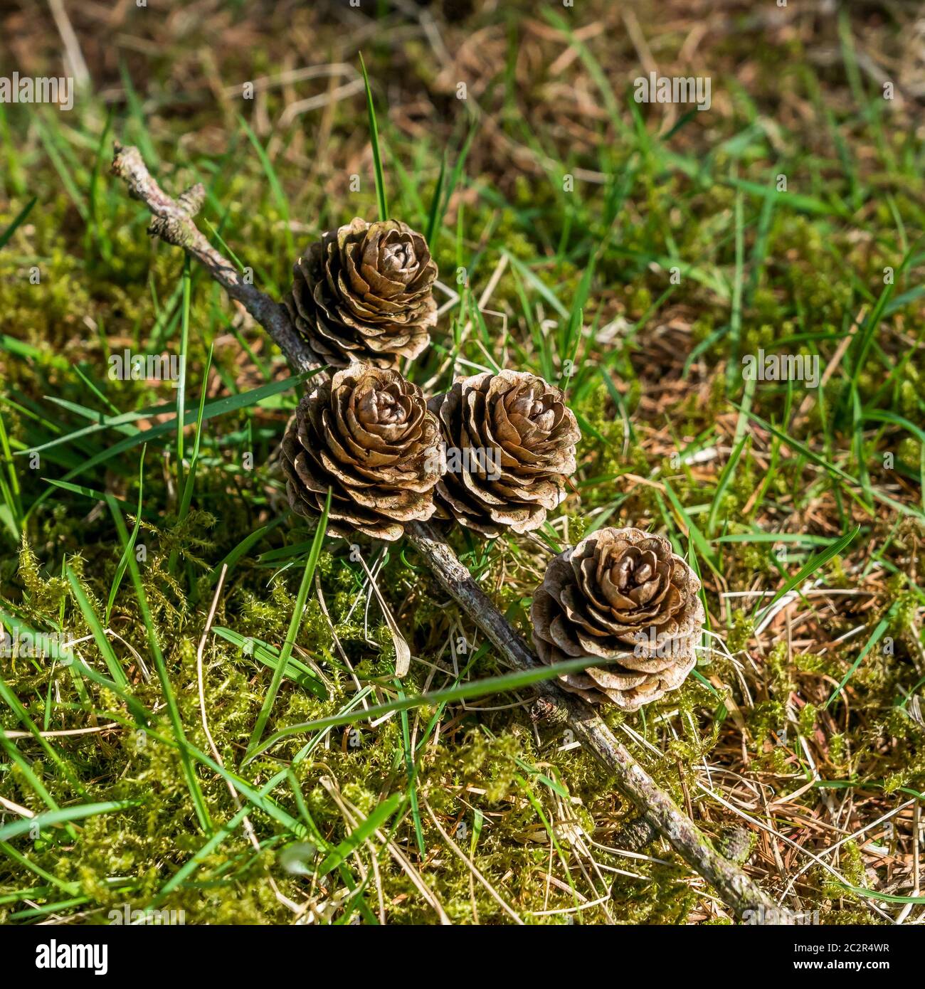 Japanese Larch cones fallen from tree. Stock Photo
