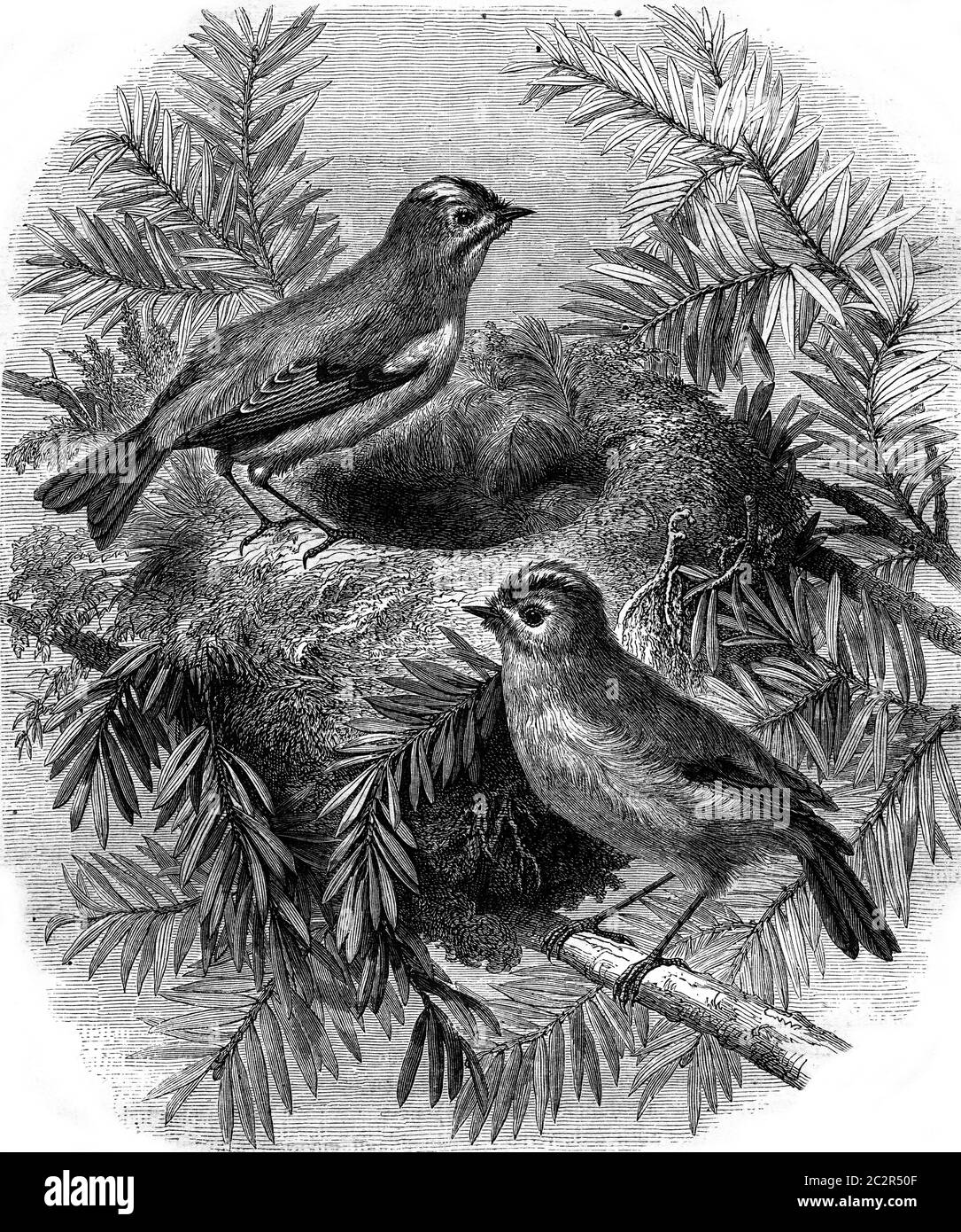 Kinglet and its nest, vintage engraved illustration. Magasin ...