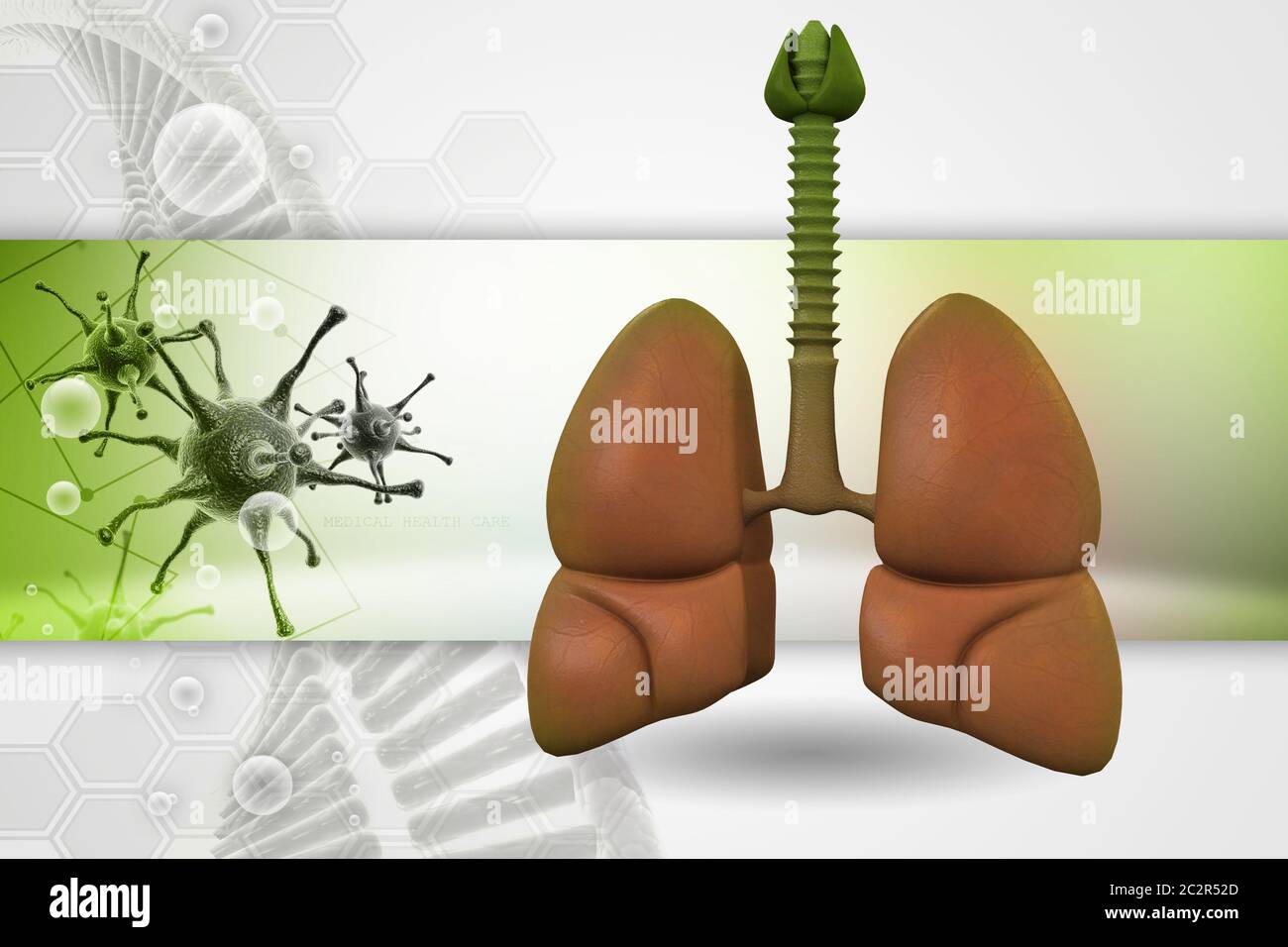 Human lungs Stock Photo