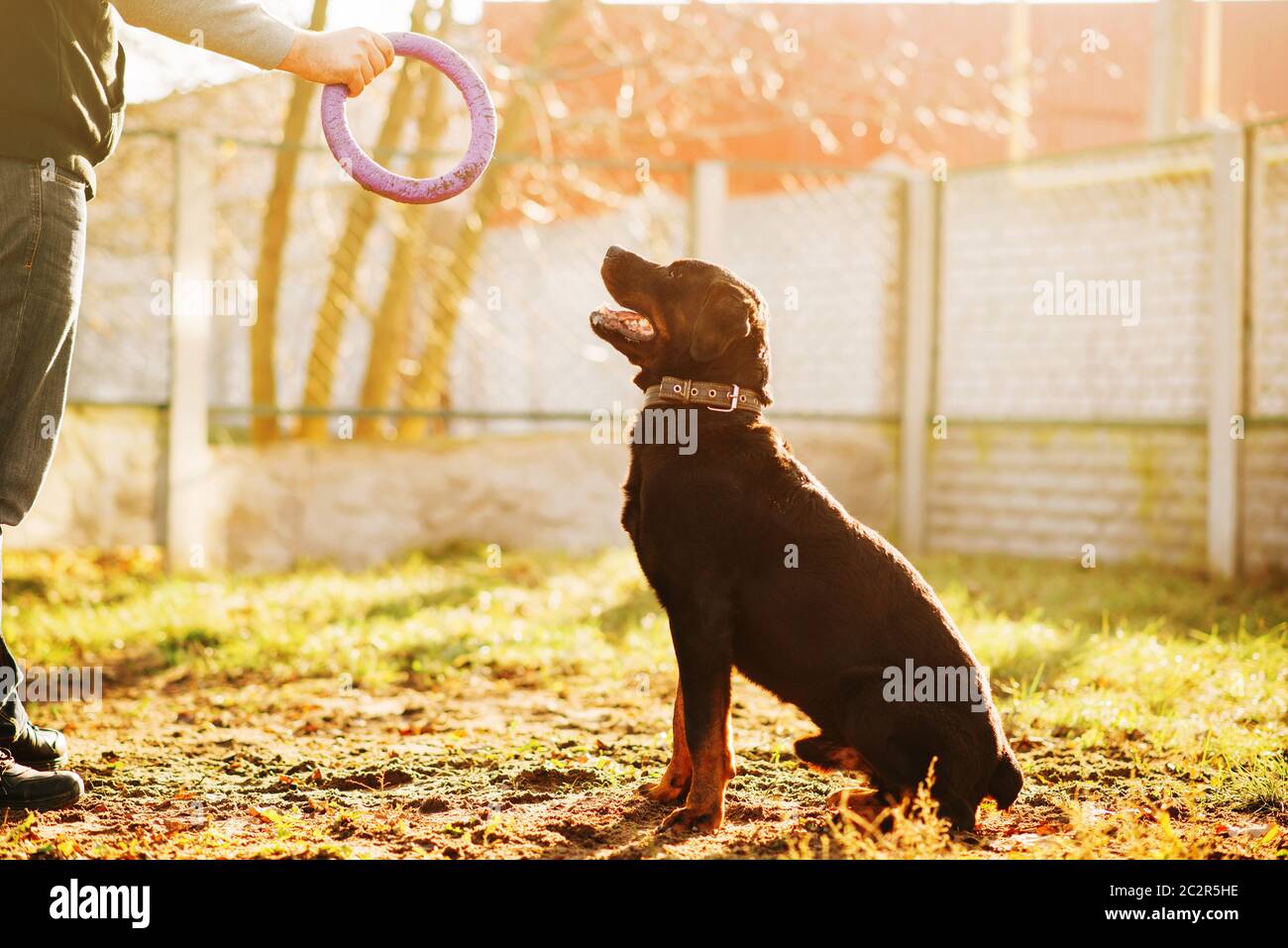 Police Dog Barking High Resolution Stock Photography and Images Alamy