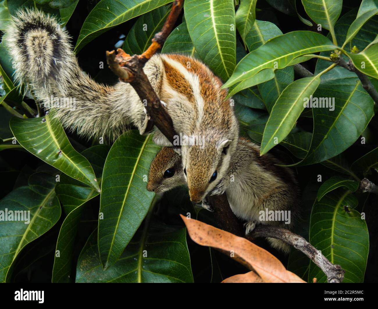 The Indian palm squirrel or three-striped palm squirrel is a species of rodent in the family Sciuridae found naturally in India and Sri Lanka. Stock Photo