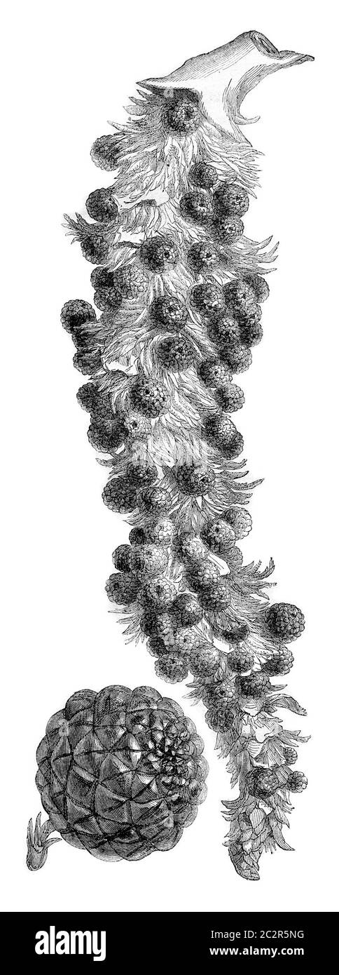 Raphia vinifera fruit cluster, Fruit half natural size, vintage engraved illustration. Magasin Pittoresque 1870. Stock Photo
