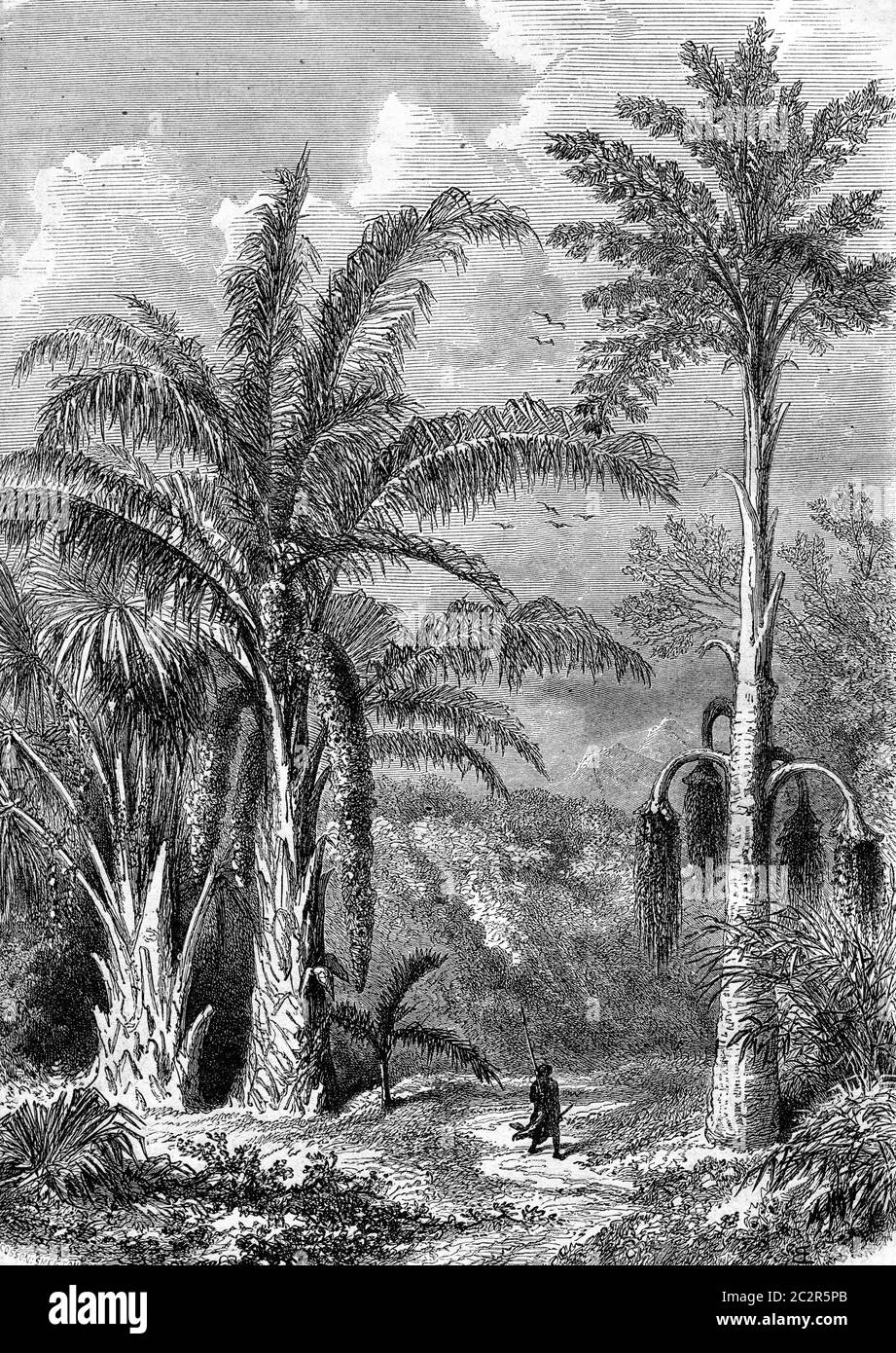 Palm Tree, Raphia of Madagascar, Caryota the Malabar, vintage engraved illustration. Magasin Pittoresque 1870. Stock Photo