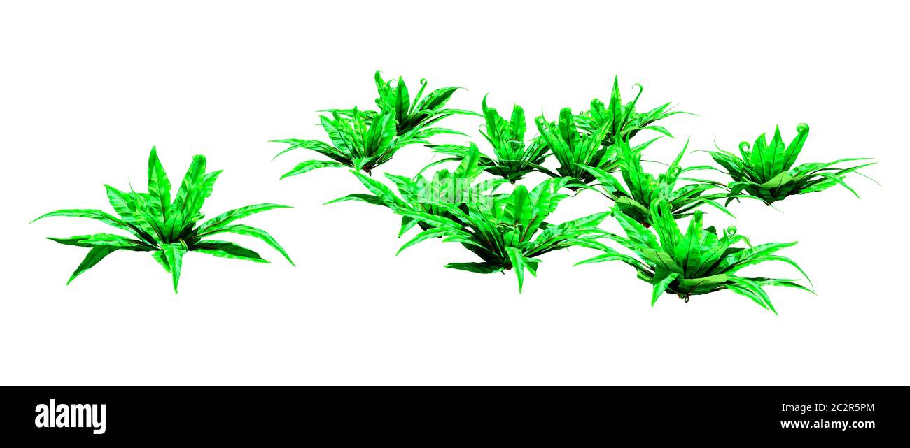 3D rendering of Asplenium scolopendrium, or harts tongue fern on white background Stock Photo