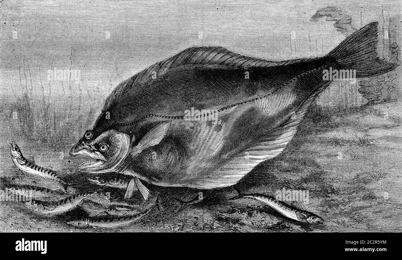 The Halibut, vintage engraved illustration. Magasin Pittoresque 1870. Stock Photo