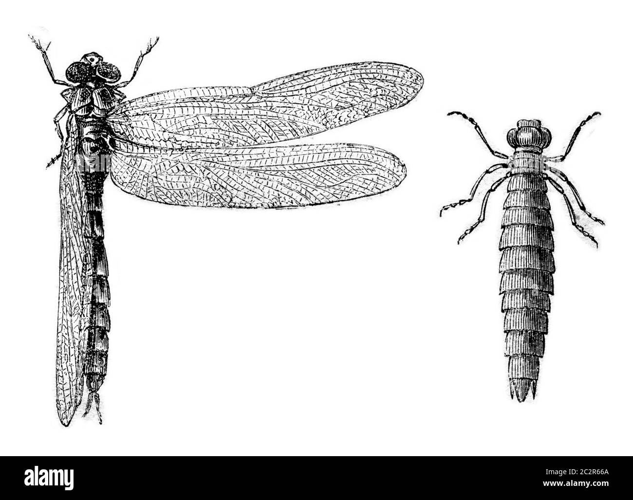 Fig 9. Depressed dragonfly, Fig 10. Debased dragonfly larva, vintage engraved illustration. Magasin Pittoresque 1870. Stock Photo