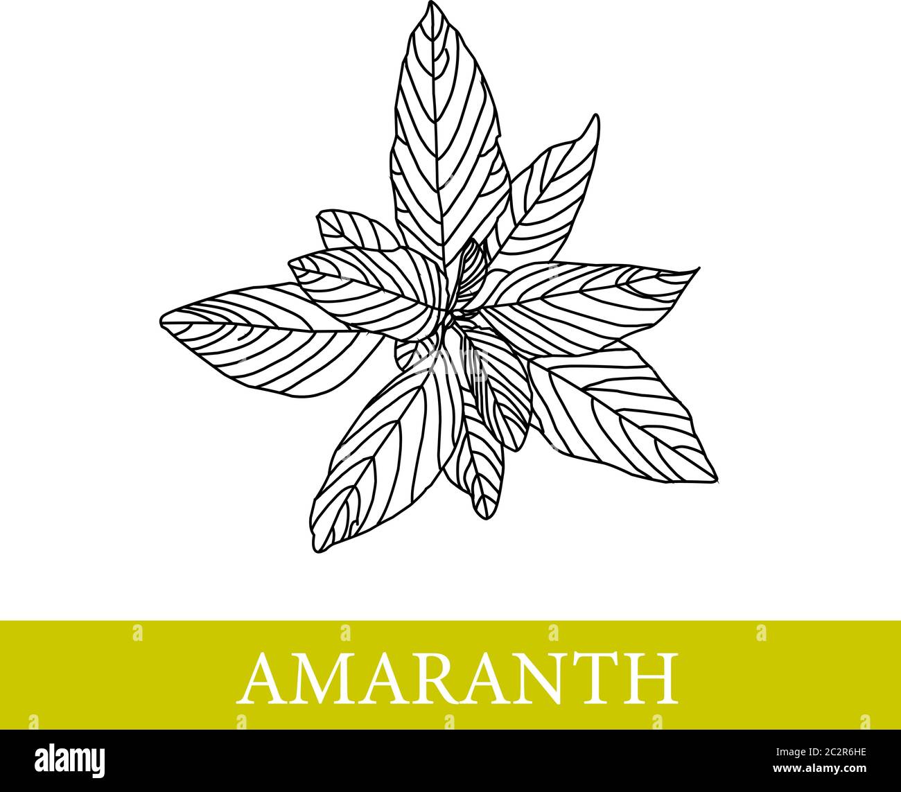 amaranth plant. Vector botanical illustration. Amaranth. Medical plants Stock Vector