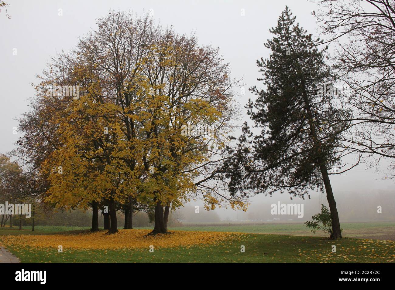 Autumn, group of broadlef trees with yellow leaves and a spruce tree in a foggy nature, green grass and yellow leaves on the ground Stock Photo