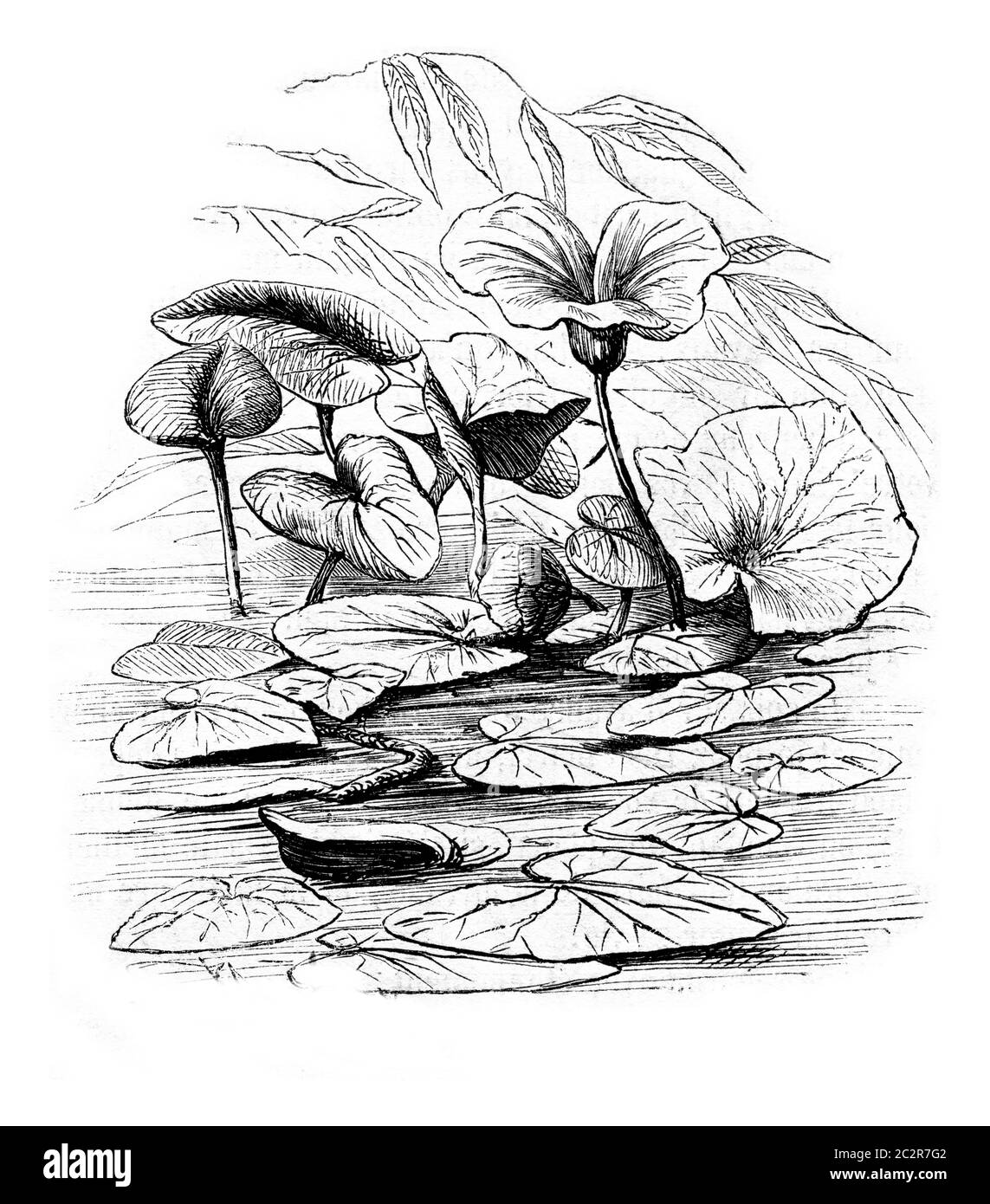 Waterlily, vintage engraved illustration. Magasin Pittoresque 1873. Stock Photo