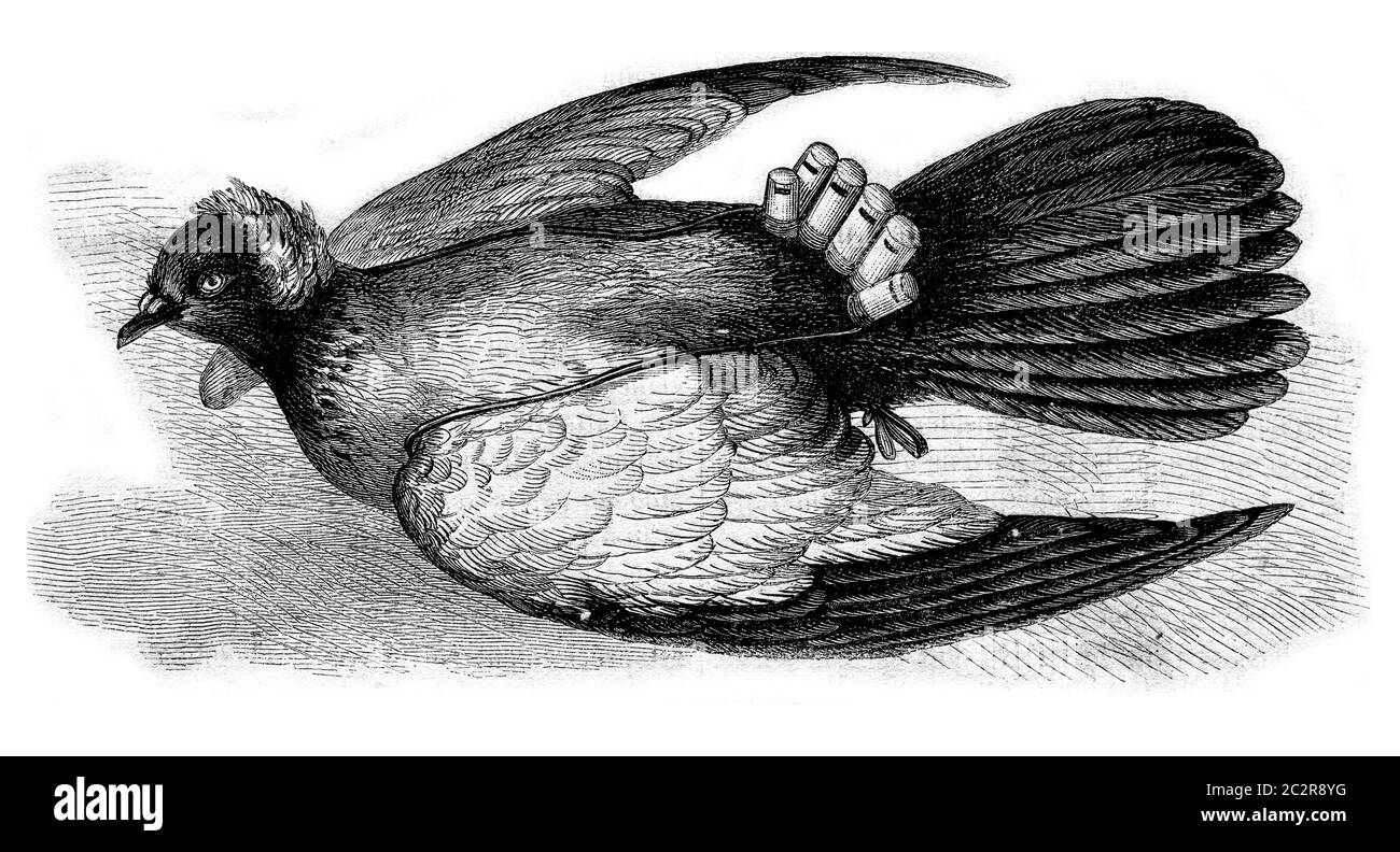 Chinese Pigeon with whistle, vintage engraved illustration. Magasin Pittoresque 1873. Stock Photo