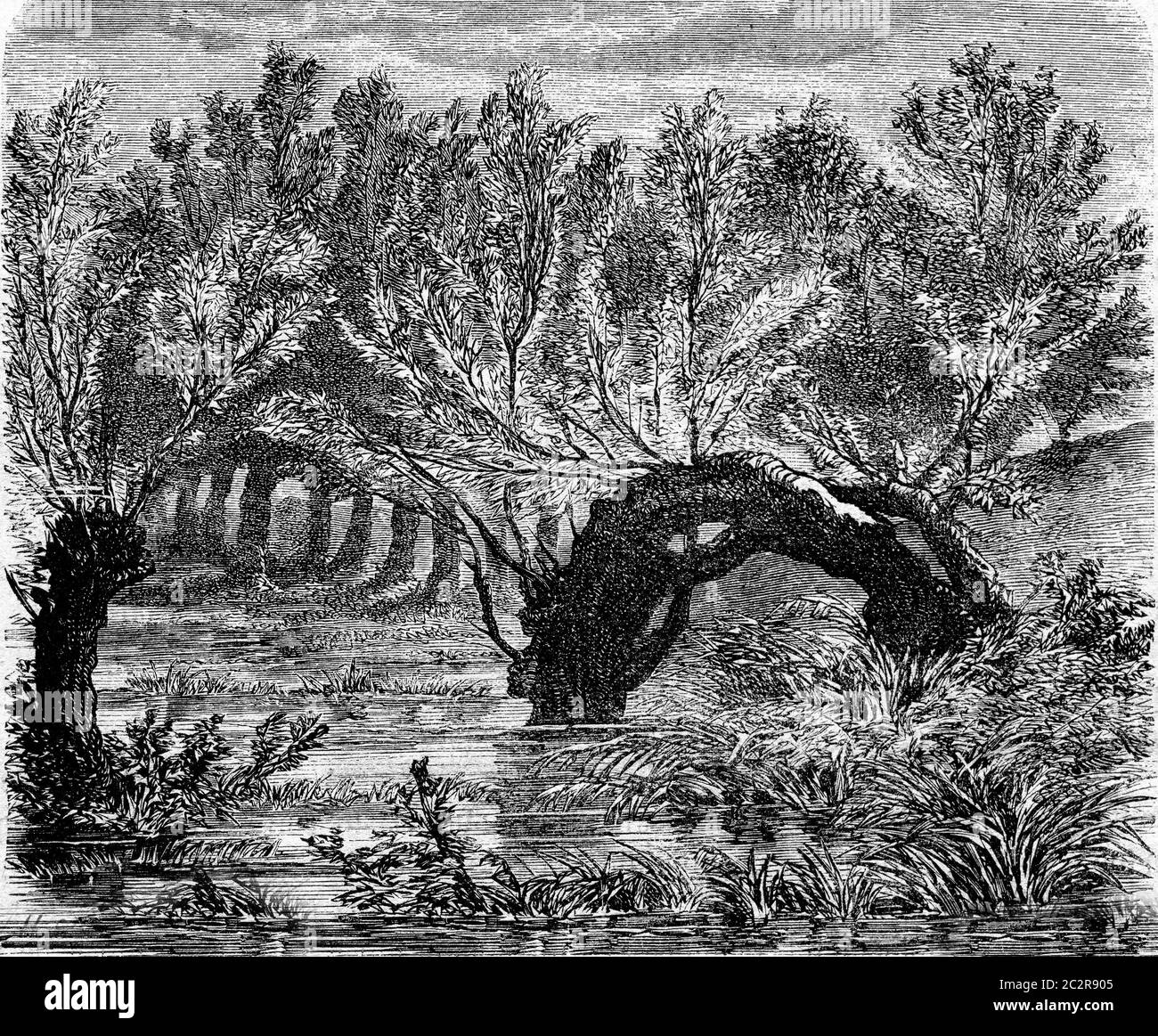 Willow vegetating both ends near levees of the Loire, at Blois, vintage engraved illustration. Magasin Pittoresque 1873. Stock Photo