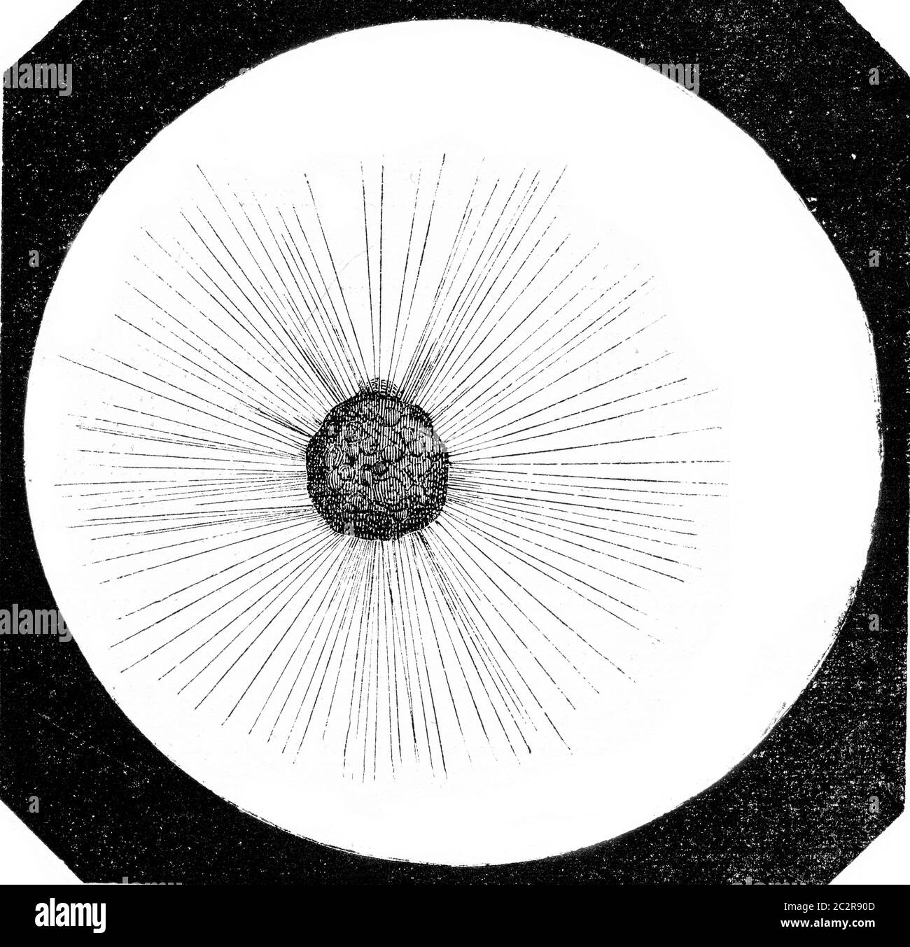 Actinophrys sun, Actinophrys ground, magnified 250 times, vintage engraved illustration. Magasin Pittoresque 1873. Stock Photo