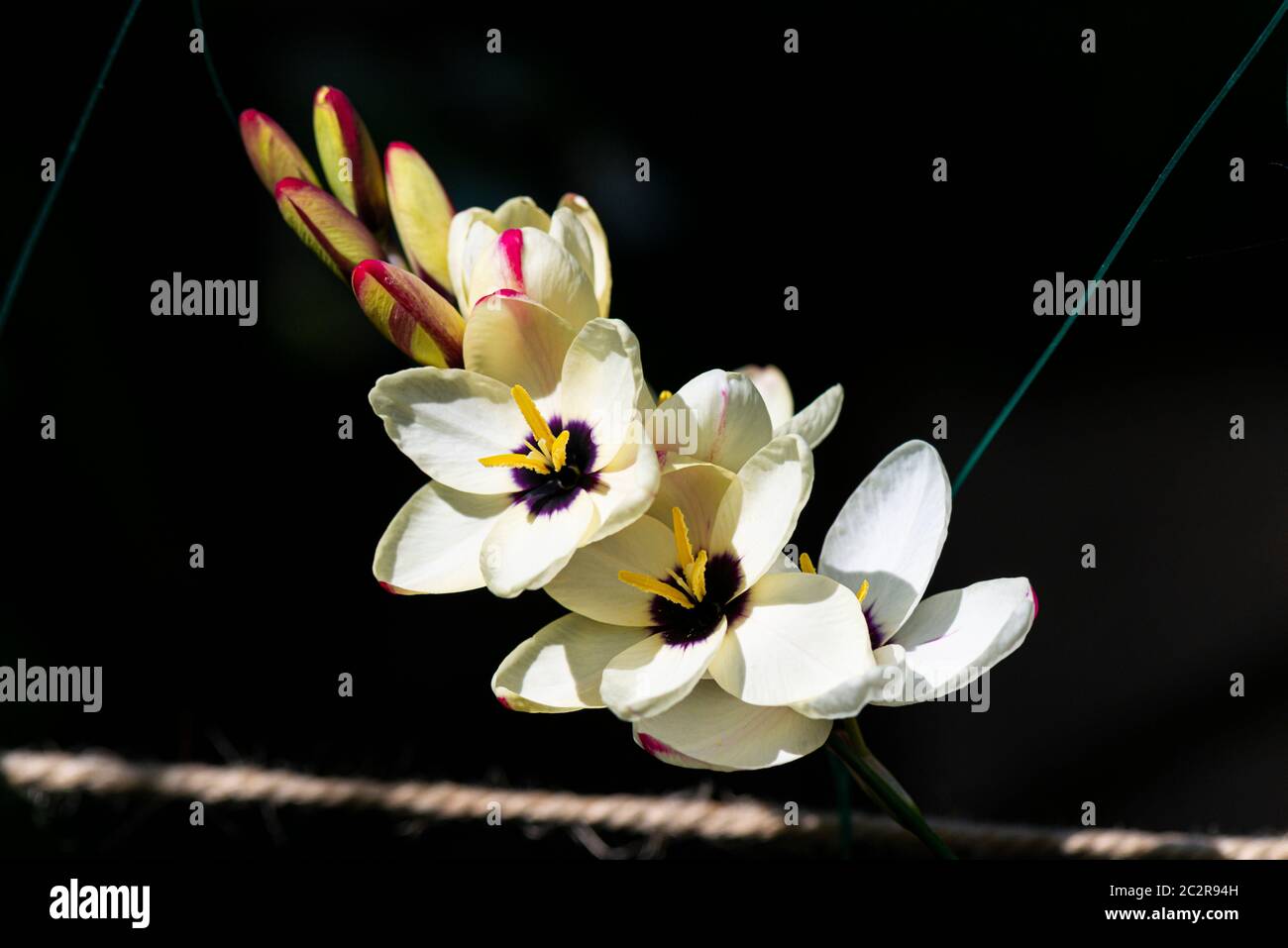 The flowers of a corn lily 'Spotlight' (Ixia 'Spotlight') Stock Photo