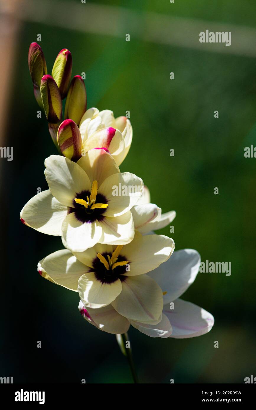 The flowers of a corn lily 'Spotlight' (Ixia 'Spotlight') Stock Photo