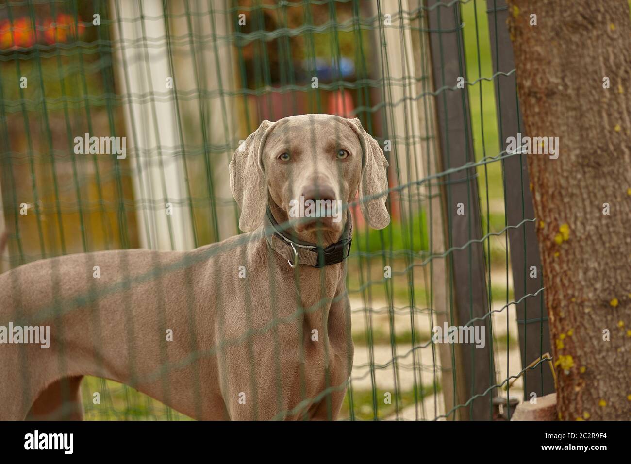 Caged human hi-res stock photography and images - Alamy