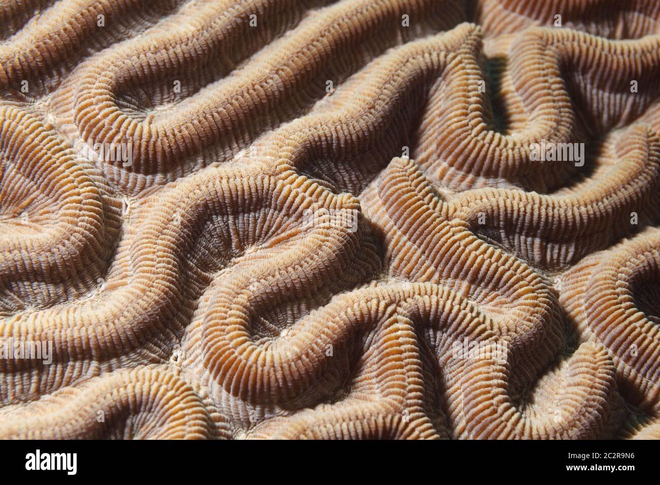 Close-up of brain coral (Diploria) in the Caribbean sea around Bonaire. Photo: ©Vanessa Devolder Stock Photo