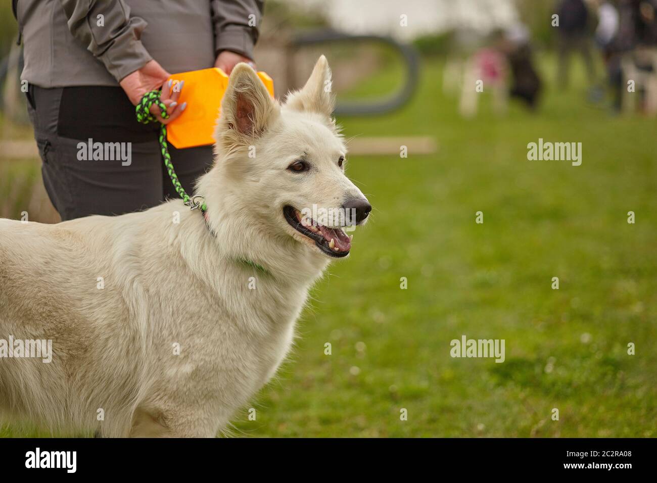 Labrador dog on a leash during a demonstration Stock Photo Alamy