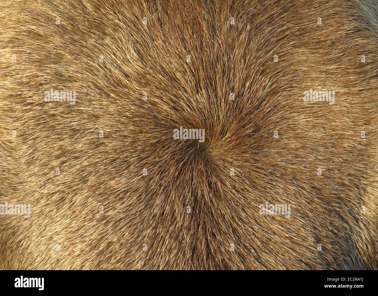 Skin whorl of a Konik horse in close up Stock Photo