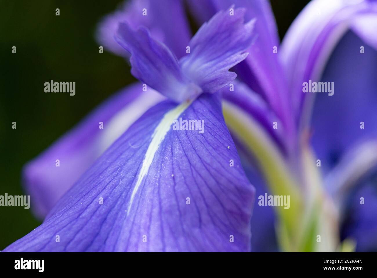 A close up of the flower of a variegated Japanese iris (Iris laevigata 'Variegata') Stock Photo