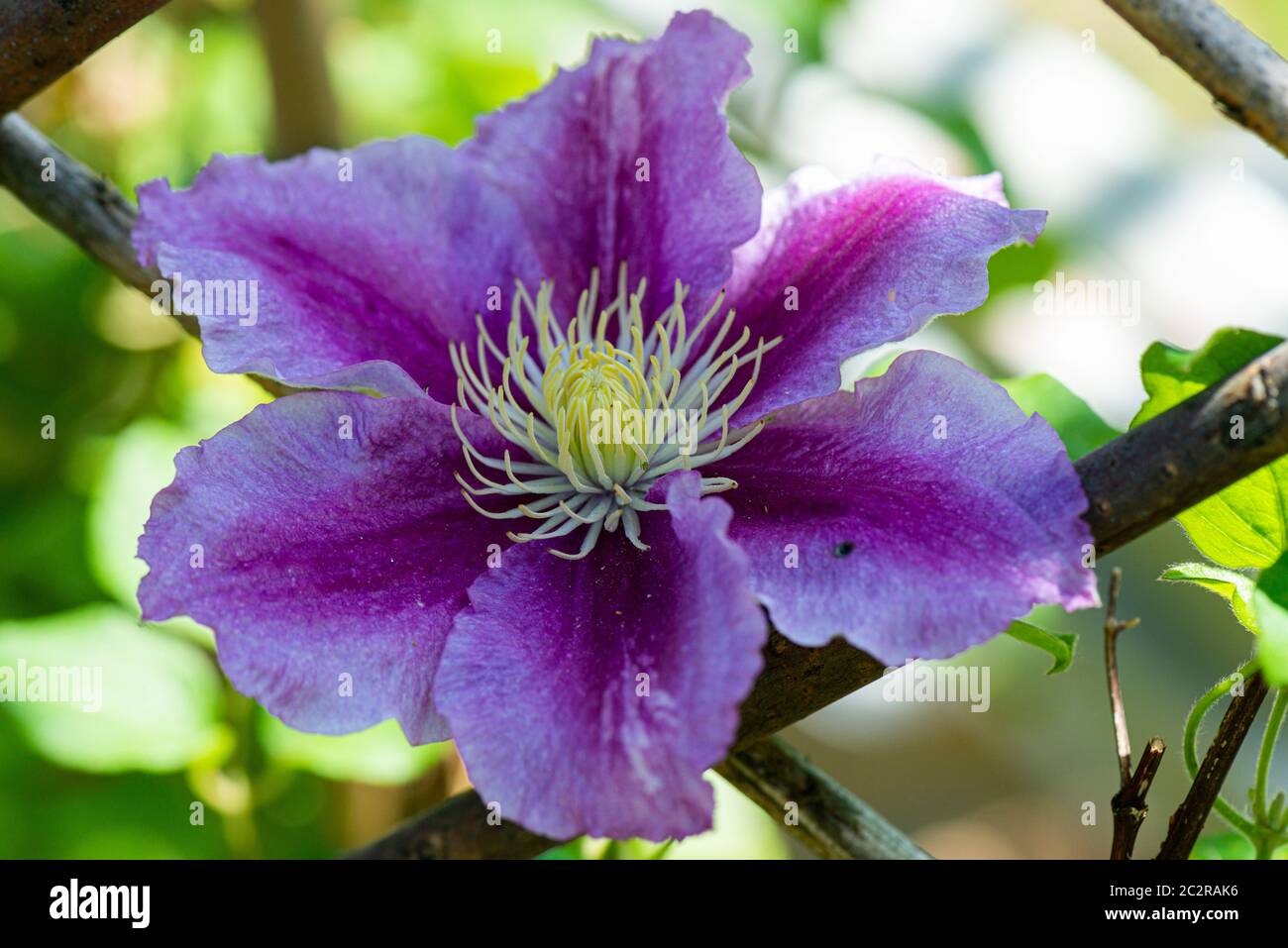 The flower of a Clematis 'Piilu' Stock Photo