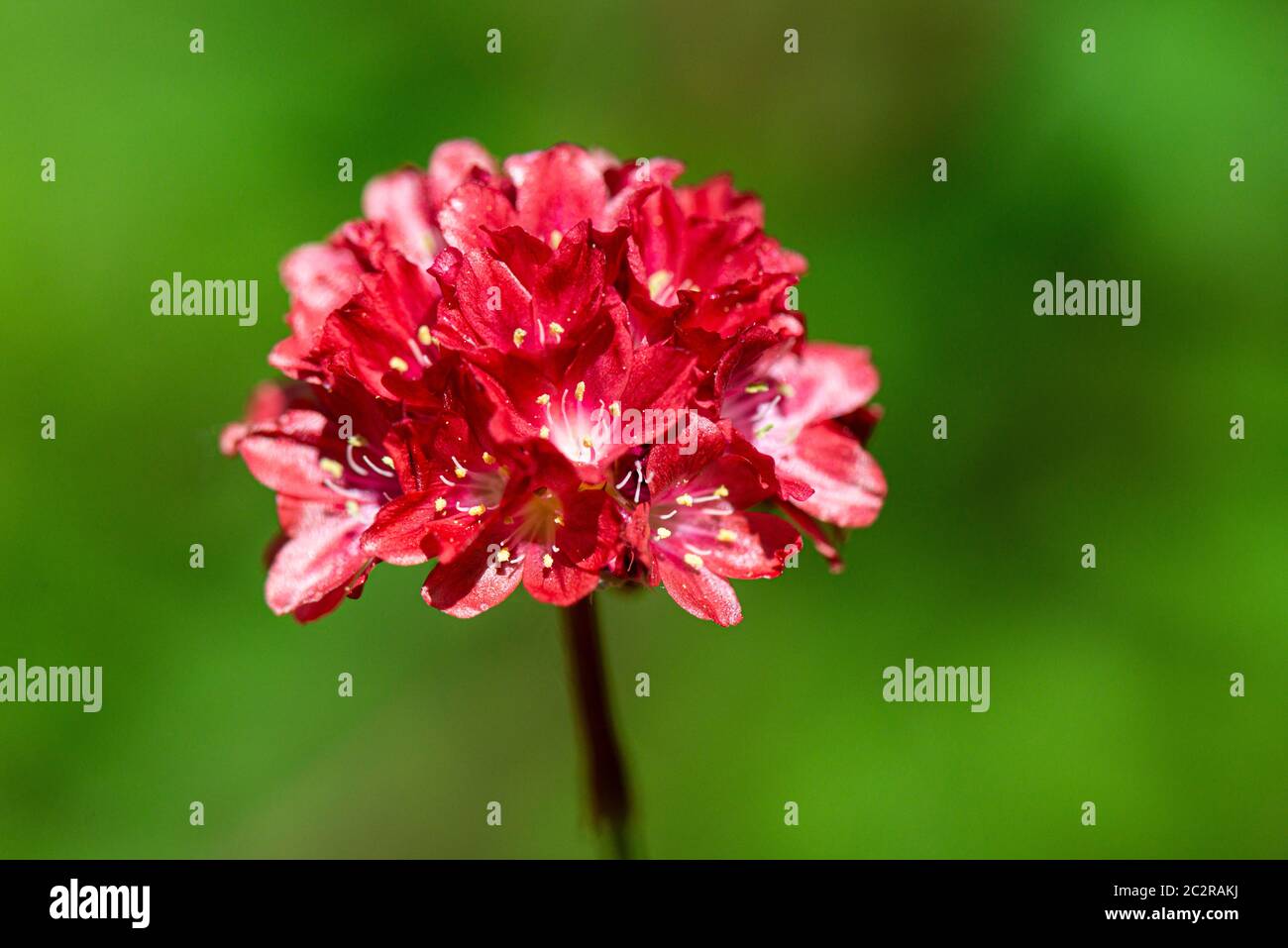 stadig tank Tak for din hjælp Armeria Pseudarmeria Ballerina Red High Resolution Stock Photography and  Images - Alamy