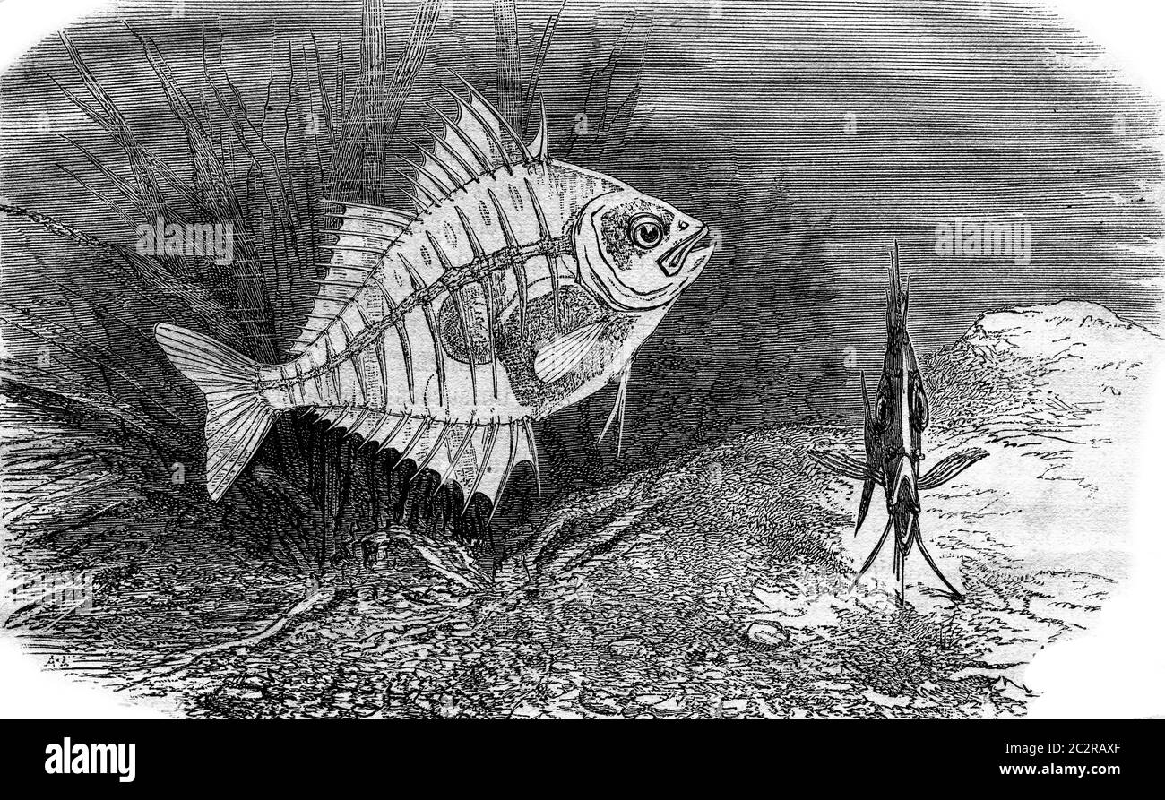 Parambassis ranga or transparent fish, vintage engraved illustration. Magasin Pittoresque 1876. Stock Photo