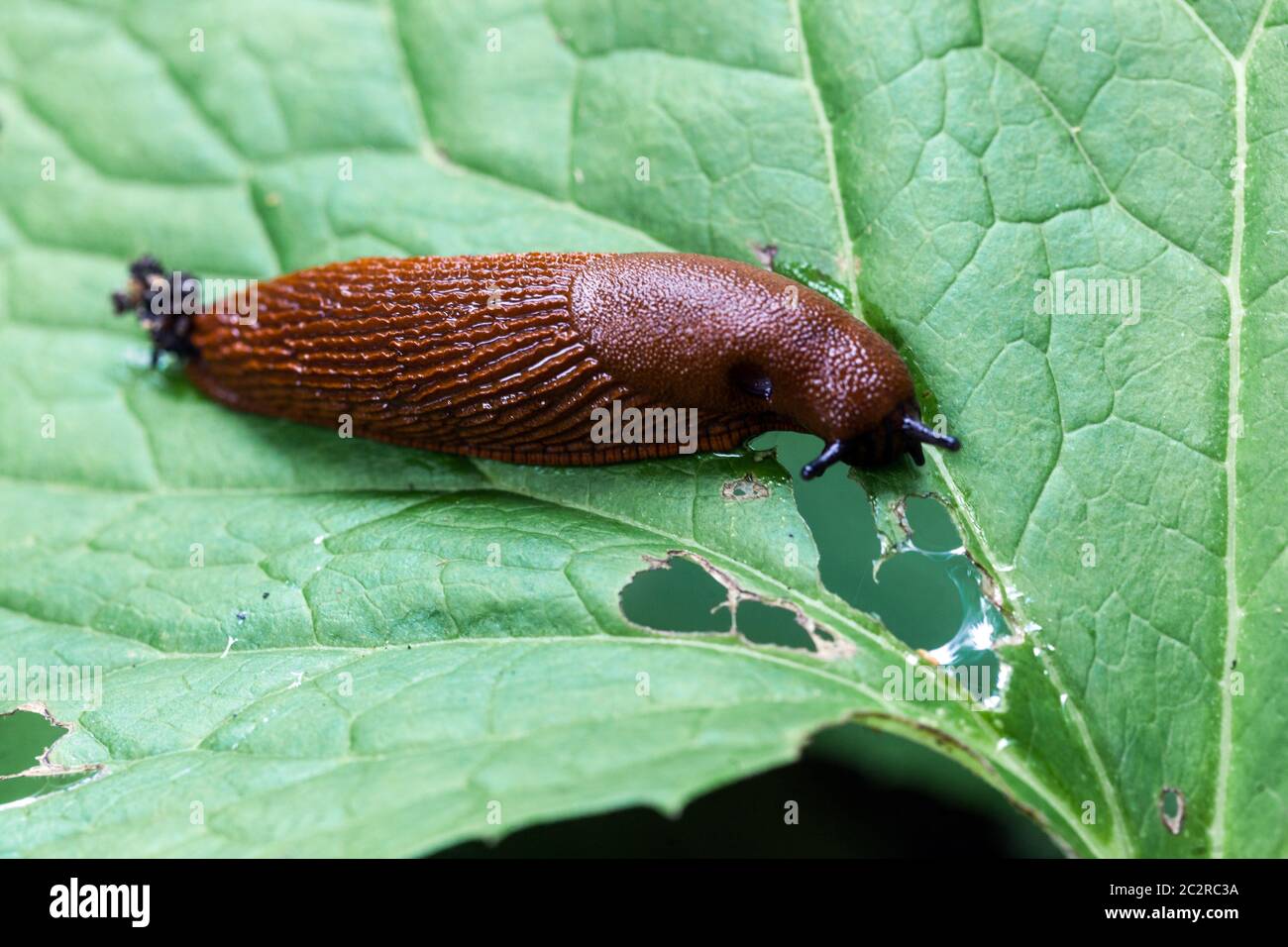 Garden slug eating leaf, pest Stock Photo Alamy