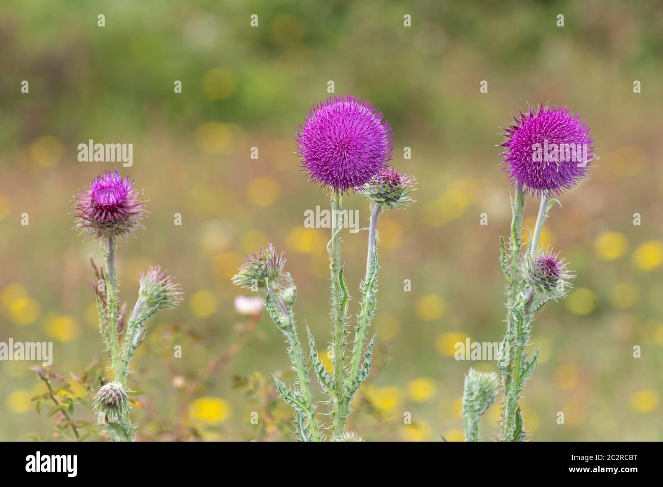 Musk thistle, also called nodding thistle (Carduus nutans) wildflowers, UK Stock Photo