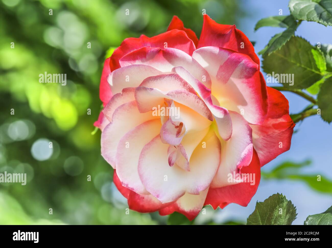 Hybrid Tea Rose Double Delight The Queen Among Two Tone Roses The Center Of The Flower Is Creamy White With A Raspberry Red Border Around The Edg Stock Photo Alamy Hybrid Tea Rose Double Delight The Queen Among Two Tone Roses The Center Of The Flower Is Creamy White With A Raspberry Red Border Around The Edg Stock Photo Alamy