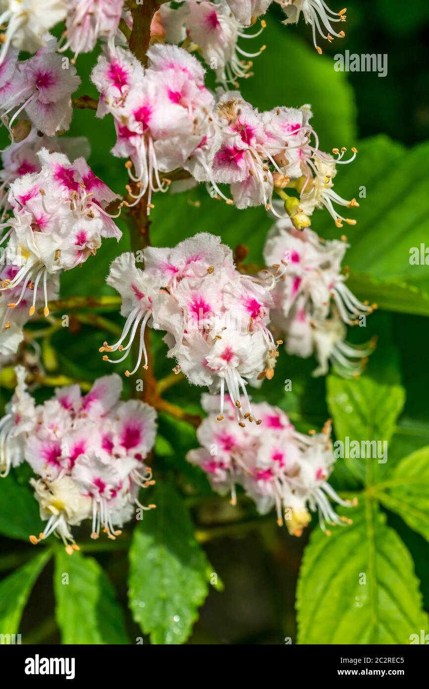 Spring flowers on a Horsechestnut tree. Stock Photo