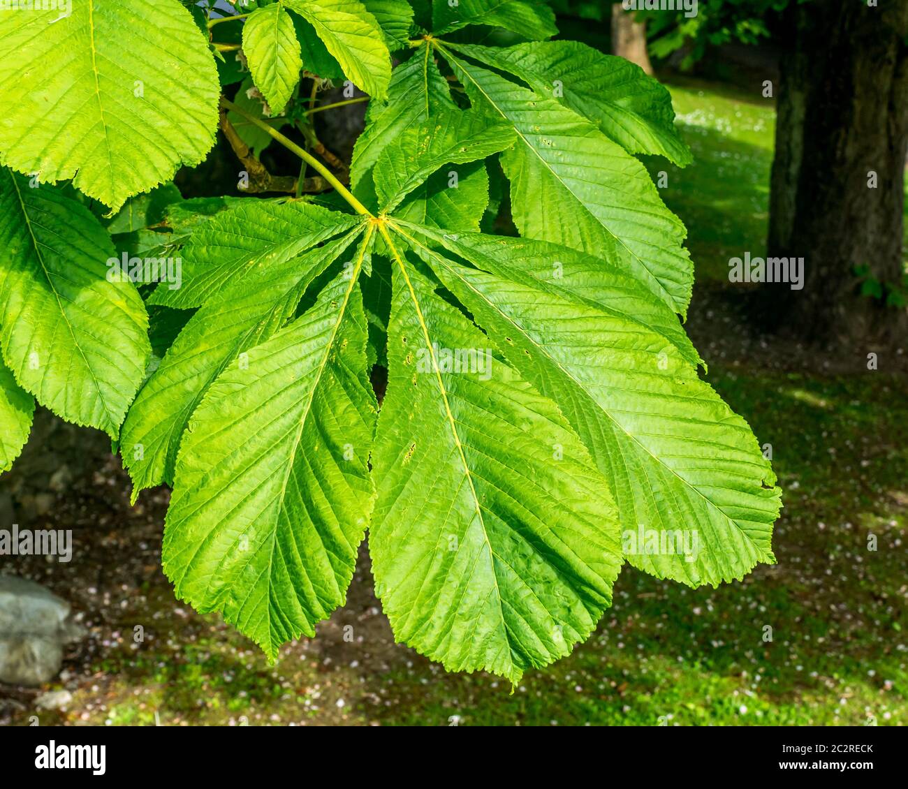 A group of leaves on a Horsechestnut tree. Stock Photo