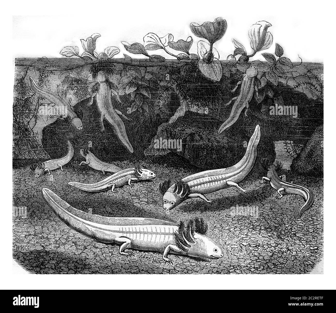 Mexican Walking Fish Drawing