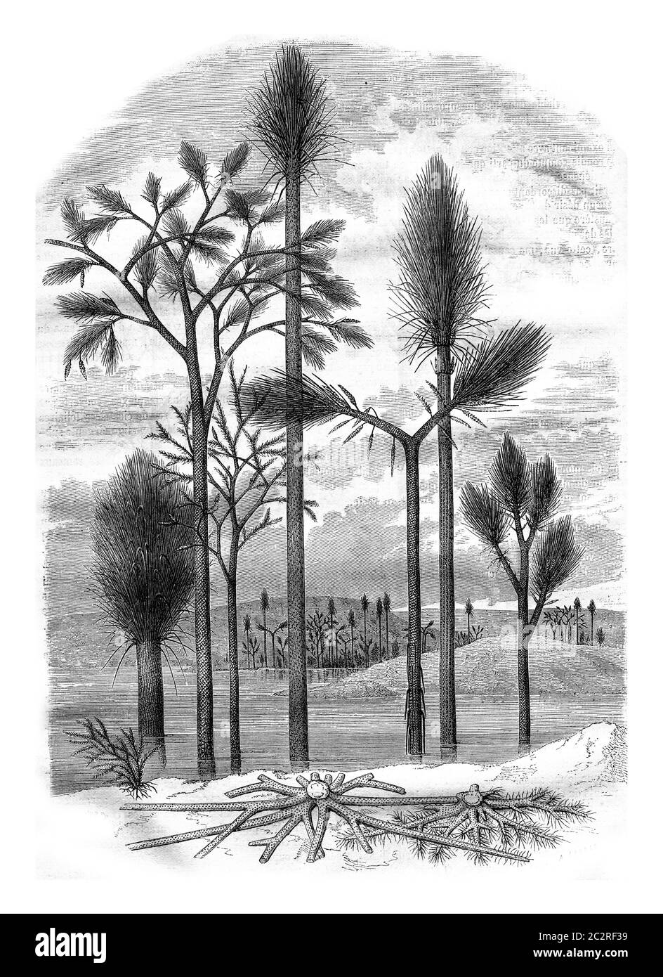 Landscapes of the primitive world, vintage engraved illustration. Magasin Pittoresque 1878. Stock Photo