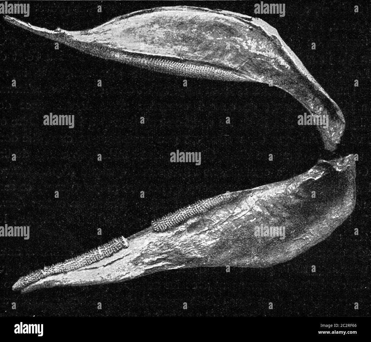 Selache maxima hi-res stock photography and images - Alamy