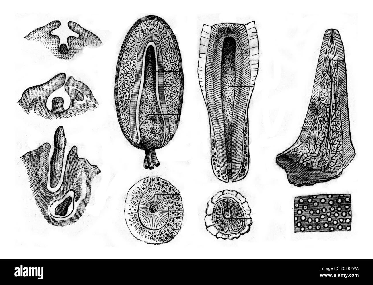 Development and structure of teeth, vintage engraved illustration. Zoology Elements from Paul Gervais. Stock Photo